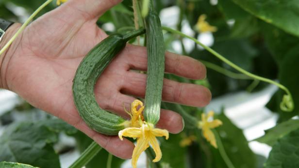Gemüse und Blumen: Gärtner laden am Ostersamstag zum Boxenstopp