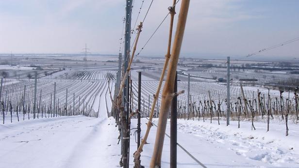 Winterlandschaft Burgenland, Schnee, Weingarten, Neusiedler See