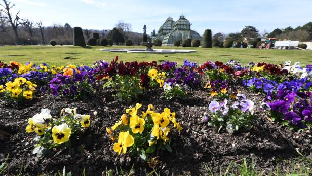 Ein Blumenbeet mit bunten Stiefmütterchen vor dem Palmenhaus Schönbrunn.
