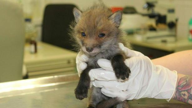 Wien: Tierschutzverein rettete Fuchsbaby in Favoriten