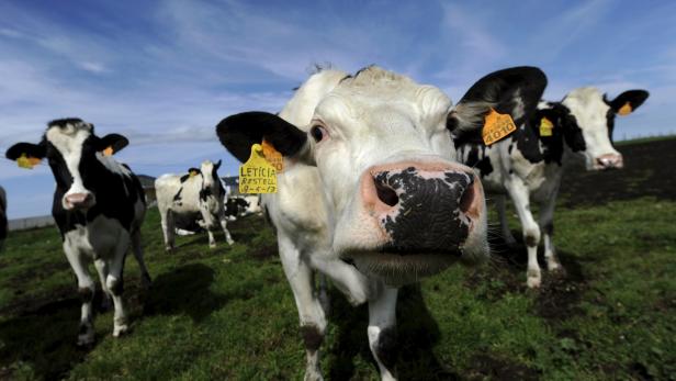 Neuseelands Problem: Es leben hier mehr Kühe als Menschen