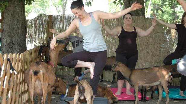 Gesundheitsbehörde verhindert Ziegen-Yoga in New York