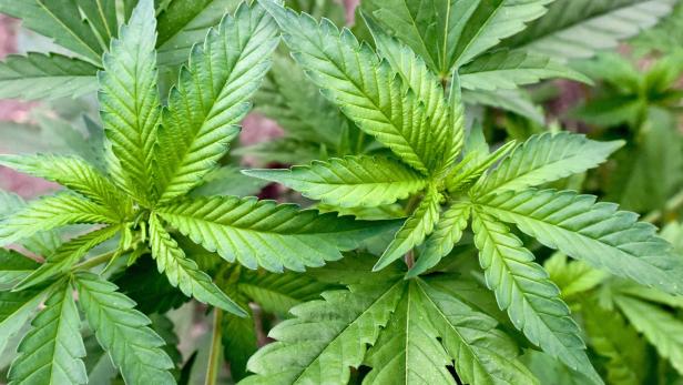 Experte: So groß ist das Suchtpotenzial von Cannabis