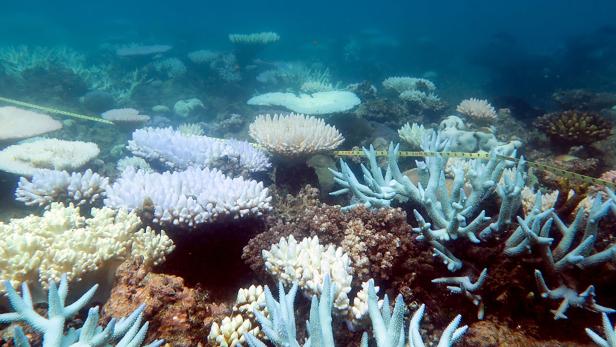 Je wärmer die Meere, desto häufiger bleichen Korallen lebensbedrohlich aus.