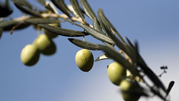 Warum es keine pechschwarzen Oliven in der Natur gibt