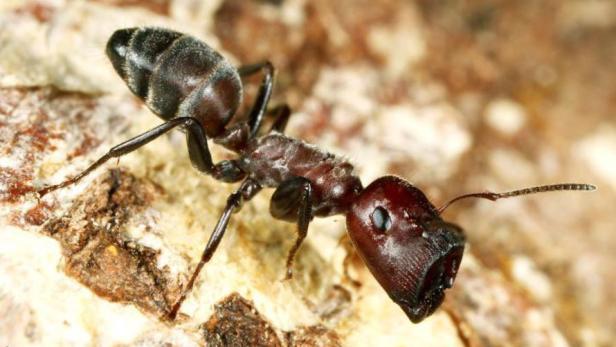 Explodierende Ameisen opfern sich zum Schutz ihrer Kolonie