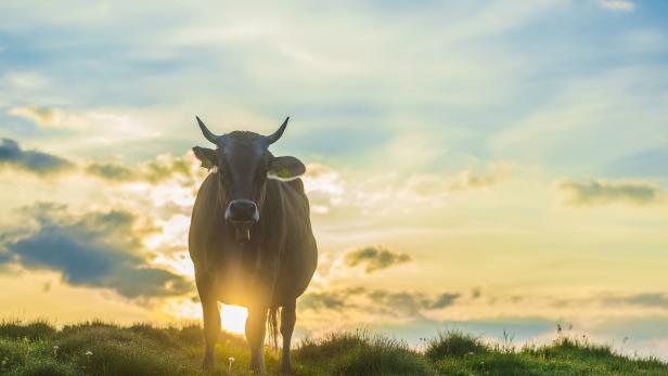 Artensterben: Ist die Kuh bald das größte Säugetier auf der Erde