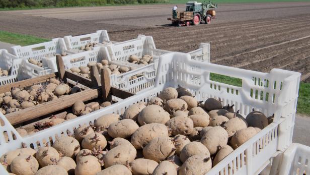 Großteil der Kartoffelernte wegen Schädlingsbefall unbrauchbar