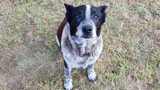 "Ehren-Polizeihund" nach Rettung von Kind in australischer Wildnis