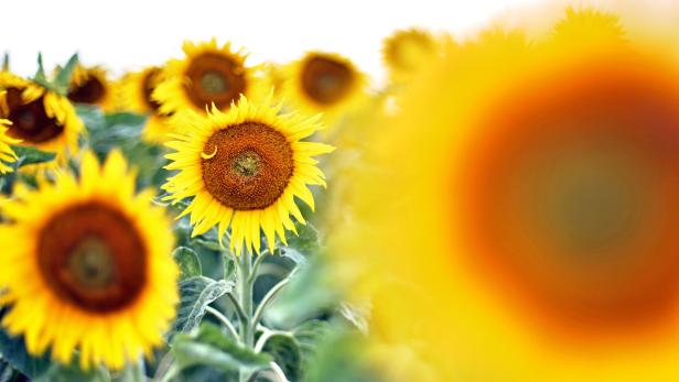 Alles im Öl: Das beste Sonnenblumen- und Rapsöl im Test