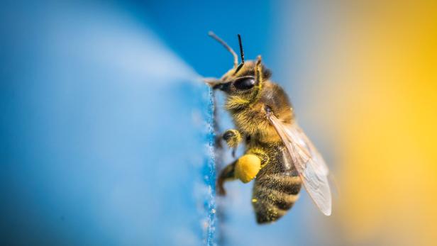 EU hat Verbot von drei Bienen-Killern beschlossen