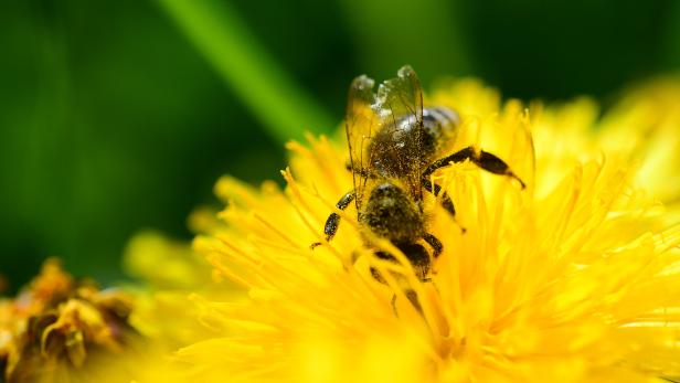 Geräusche von Bienen machen den Nektar von Blumen süßer
