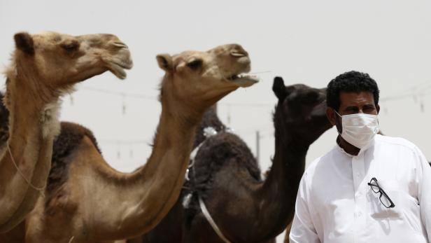 Laut einem Bericht saudi-arabischer Wissenschaftler wird MERS direkt von Kamelen übertragen.