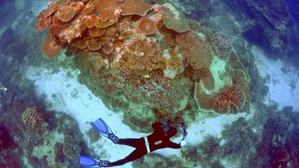 Das Great Barrier Reef wird gerettet