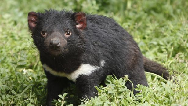 Der Beutelteufel, auch Tasmanischer Teufel genannt, ist eine Tierart aus der Familie der Raubbeutler.