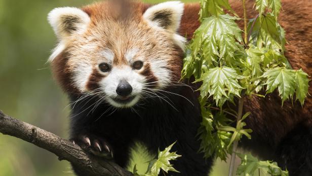 Schönbrunn: Rote Panda-Bärin hat neuen Partner