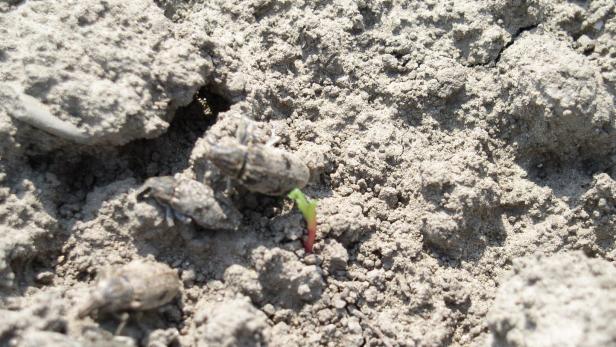 Rübenbauern befürchten Rüsselkäfer-Epidemie "biblischen Ausmaßes"