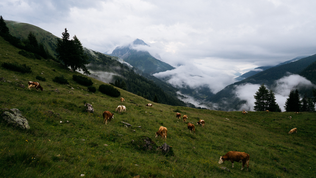 „Mit Vorhandenem auskommen“ - Bio-Milch aus dem Salzburger Lungau