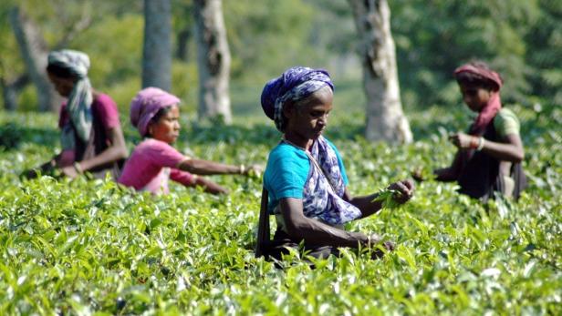 Indian workers pluck tea leaves inside the Durgabari tea garden estate on the outskirts of the northeastern Indian city of Agartala December 10, 2005. Inspired by the success of whisky and wine makers, Indian tea planters are turning parts of their verdant Assam, Tripura and Darjeeling estates in the east of the country into luxury resorts to help beat an industry slump. REUTERS/Jayanta Dey
