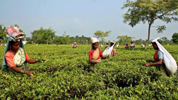 Darjeeling, Indien Teepflücker im Norden von Darjeeling am Fuße des Himalaya im indischen Bundesstaat Westbengalen