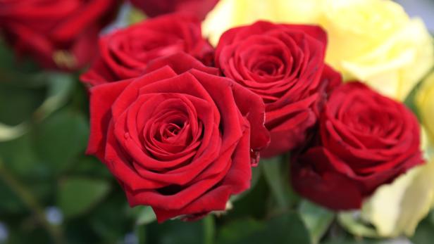 Rote Rosen sind klassische Geschenke für Verliebte