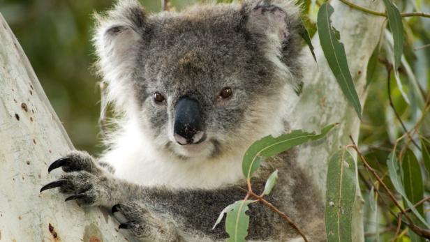 Australien will Koalas mit Millionenprogramm besser schützen