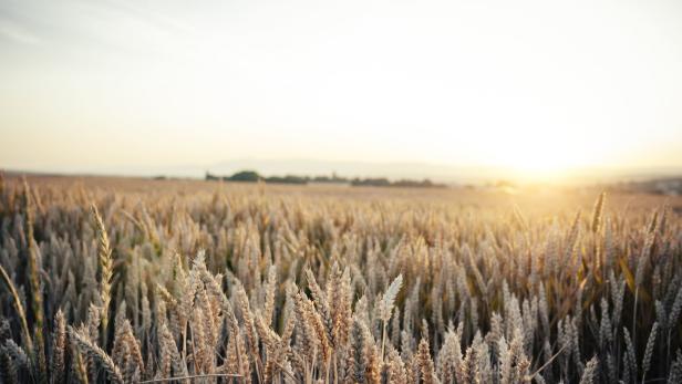 Weizen ist nach Mais das am zweithäufigsten angebaute Getreide der Welt, der größte Produzent ist China