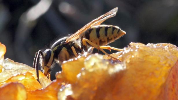 Warum Wespen-Allergiker ein Notfall-Set brauchen