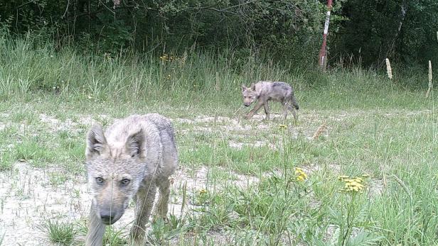 Wölfe haben sich am TÜPL Allentsteig in NÖ bereits fix angesiedelt