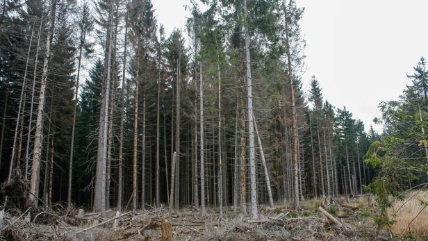 Der Klimawandel holt das Waldsterben zurück