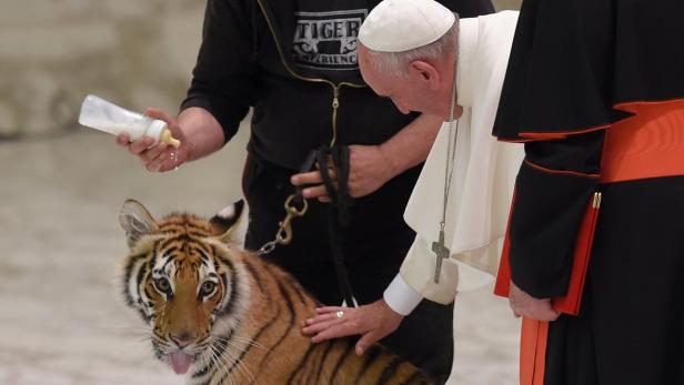 Doch noch zusammengekommen: Papst mit Tiger
