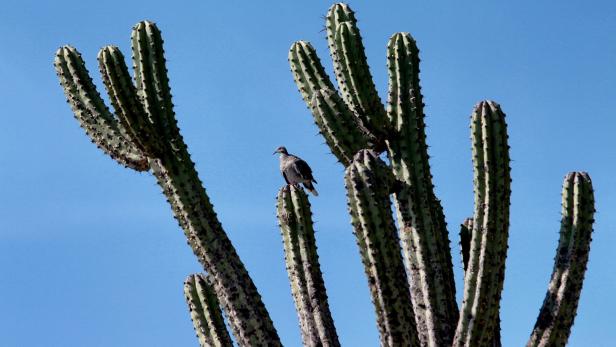 92-Jährige durch herabstürzenden Kaktus getötet