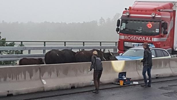 Fünf Wasserbüffel blockierten deutsche Autobahn