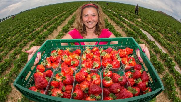 Erdbeer-Zeit: Beim Einkauf sollte man auf die Herkunft achten