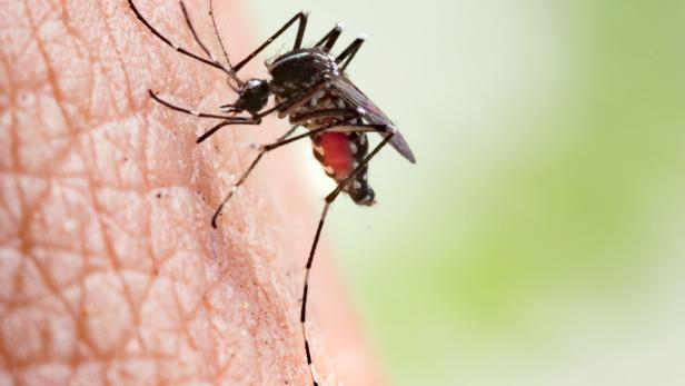 Duftstoffprofile verraten akute und stille Malaria-Infektionen