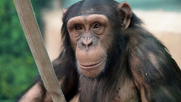 Affenhitze macht auch Schimpansen zu schaffen