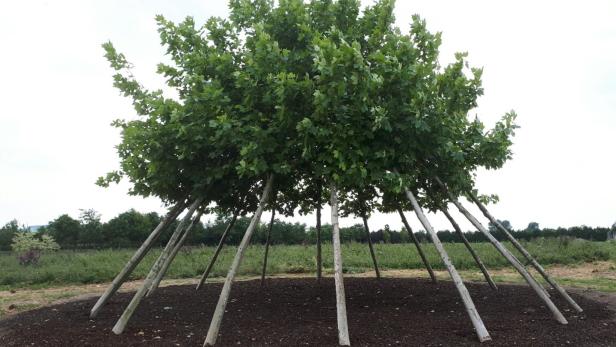Baum-Installationen: Gärtner verwirklicht sich