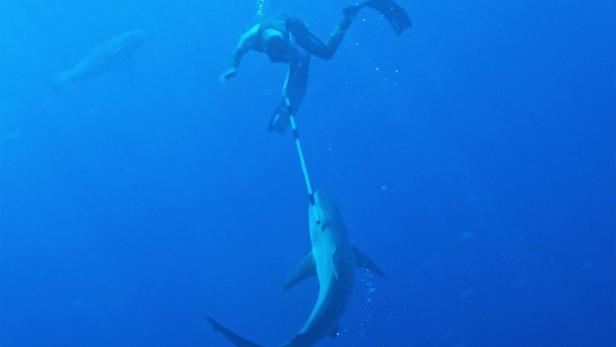 Dieses Bild zeigt Clarke Gayford, den Hai und den Delfin.