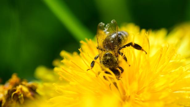 20. Mai: Jetzt hat auch die Biene ihren Tag