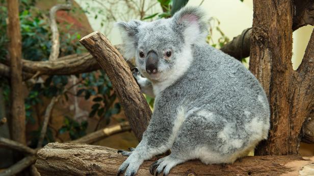 Schönbrunn: Hochbetagtes Koala-Weibchen friedlich entschlafen