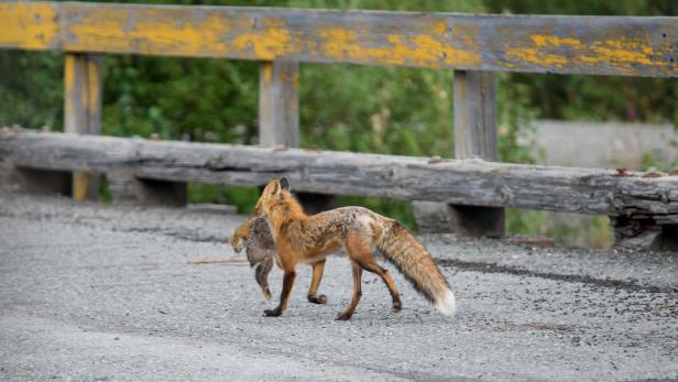 Ein Fuchs trägt ein Beutetier über eine Straße vor einer gelben Brücke.