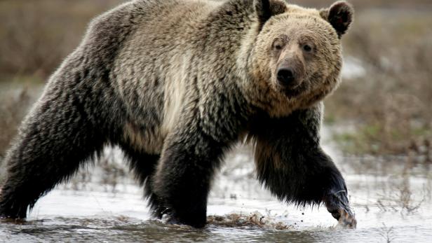 Erstmals seit 44 Jahren: Wyoming erlaubt wieder Grizzlyjagd