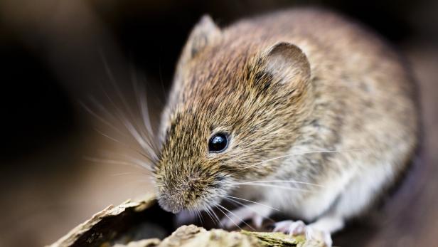 Bank vole
