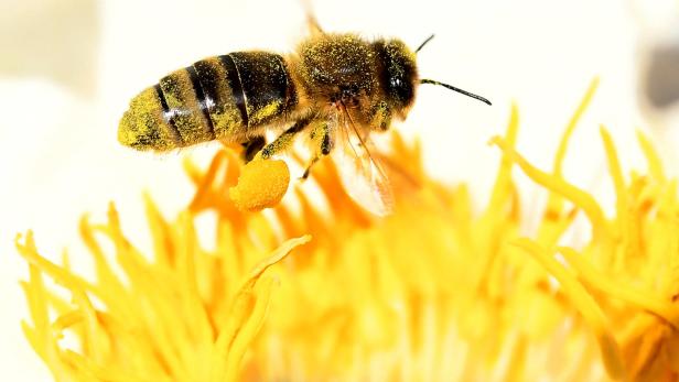 Die Biene als Garant des Lebens