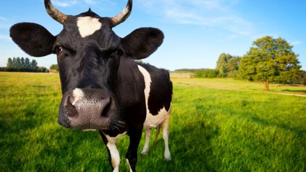 Ausgestopftes Rind sorgt im deutschen Supermarkt für Aufregung