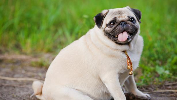 Übergewichtige Hunde verhalten sich wie übergewichtige Menschen