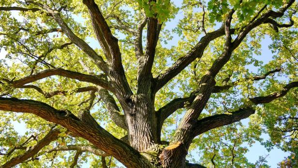 Ruf nach Baumschutz auch in Mödlinger Privatgärten