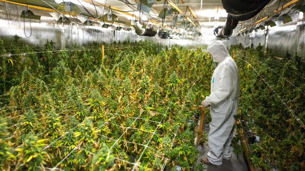 Cannabis-Plantage sichergestellt