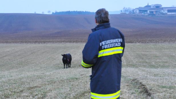 Jagd auf entflohene Kühe, Freistadt, OÖ