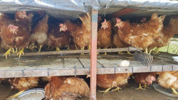 Tierschmuggler mit 130 Hühnern in Pkw-Anhänger angehalten